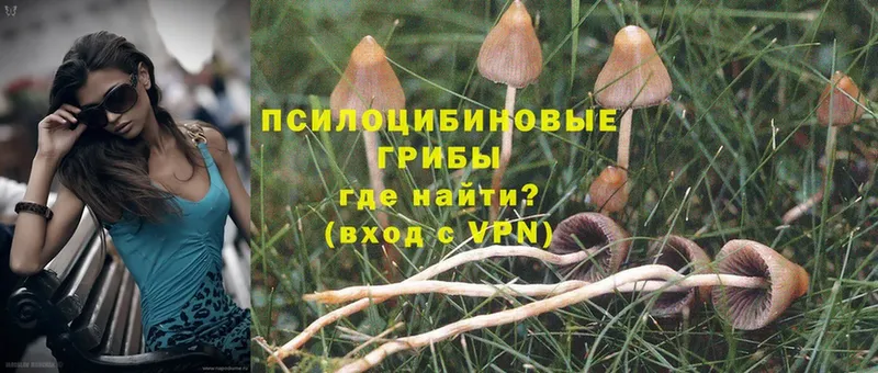 Галлюциногенные грибы Psilocybe  Канск 